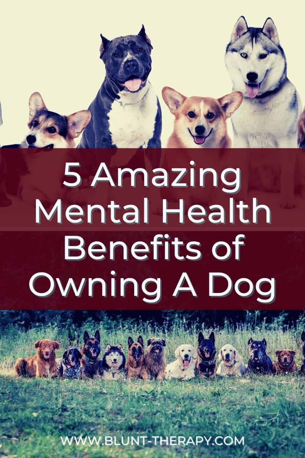 5 Amazing Mental Health Benefits of Dogs, Backed By Science