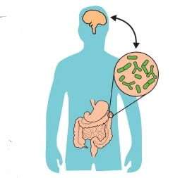 The Brain-Gut Connection